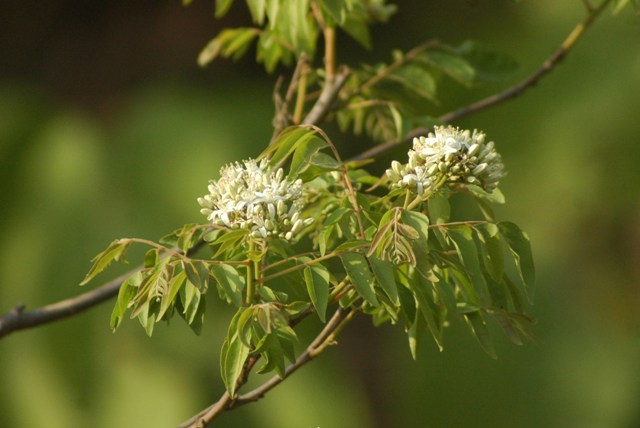 Flora in Rajaji National Park